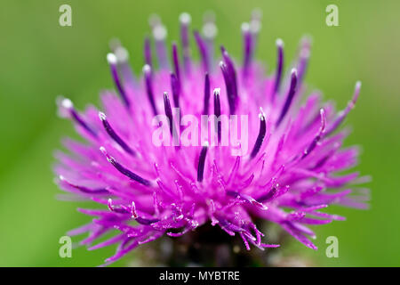 Weniger Flockenblume (centaurea nigra), auch als gemeinsame Flockenblume genannt, Nahaufnahme das Detail in eine einzelne Blume. Stockfoto