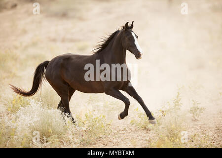 Marwari Pferd. Schwarze mare galoppieren in semi-Landschaft der Wüste. Indien Stockfoto