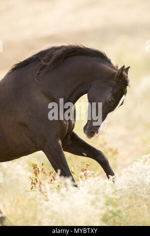 Marwari Pferd. Schwarze mare galoppieren in semi-Landschaft der Wüste. Indien Stockfoto