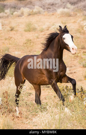 Marwari Pferd. Schwarze mare galoppieren in semi-Landschaft der Wüste. Indien Stockfoto