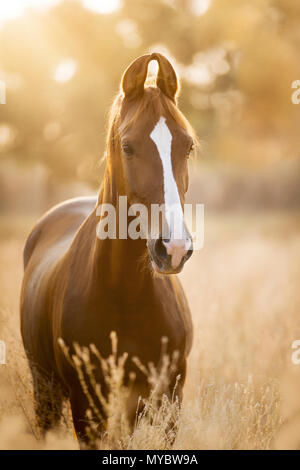 Marwari Pferd. Portrait von Chestnut Mare, im hohen Gras stehen. Indien Stockfoto