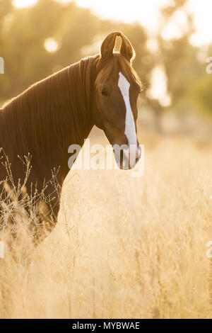 Marwari Pferd. Portrait von Chestnut Mare, im hohen Gras stehen. Indien Stockfoto