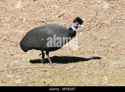 Afrikanische Crested guineafowl (Guttera pucherani) Stockfoto