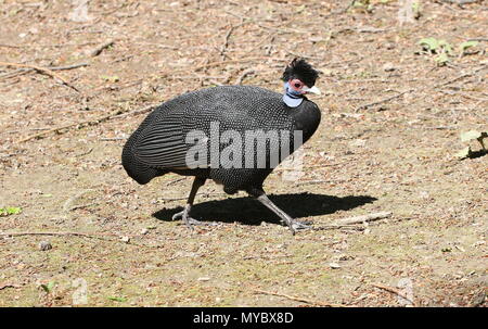 Afrikanische Crested guineafowl (Guttera pucherani) Stockfoto