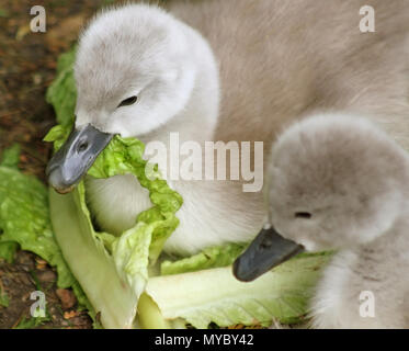 Baby Höckerschwan knabbert an einem großen Stück Kopfsalat als ihre Geschwister Uhren Stockfoto