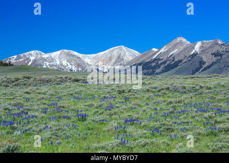 Lupin und sagebrush in einer Wiese unterhalb des Peaks in der Nähe von Lima Lima, Montana Stockfoto