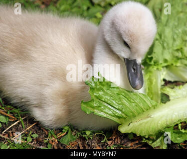 Baby Höckerschwan Festlegung auf dem Boden auf einem großen Stück Kopfsalat Stockfoto