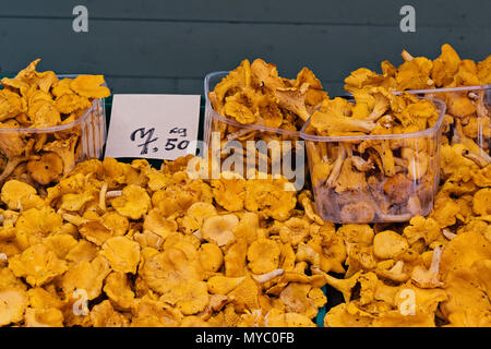 Shop Zähler mit natürlicher Frische Pfifferlinge Pilze mit Preis. Markt von natürlichen Produkten in Europa Stockfoto