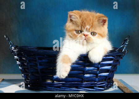 Exotic Shorthair Kitten in einem blauen Korb sitzen Stockfoto