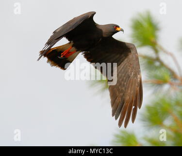 Eine männliche Schnecke Kite, Rostrhamus sociabilis, im Flug auf der Suche nach Nahrung. Stockfoto