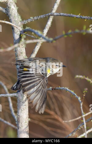 Eine gelb-rumped Warbler, Setophaga coronata, Futterpflanzen für Insekten. Stockfoto