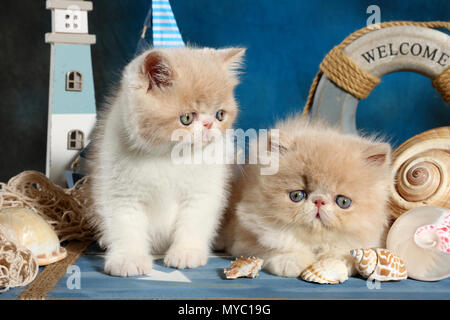 Exotic Shorthair kitten und Persisch Kätzchen dicht zusammen Stockfoto