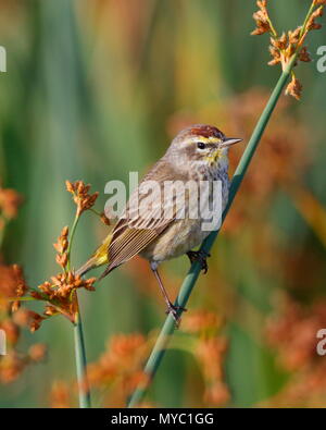 Ein wintering palm Warbler, Setophaga palmarum, Sitzstangen auf Gras. Stockfoto