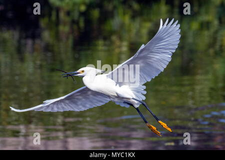 Ein Snowy Egret, Egretta thula, trägt Nistmaterial zu einem rookery. Stockfoto