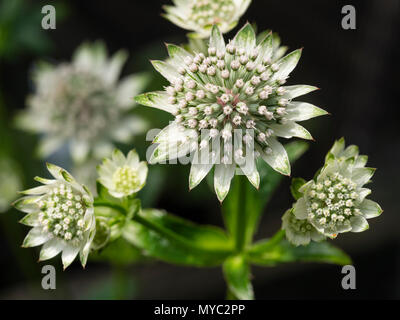 Grüne Spitzen weißen Hochblätter umfasse die Cluster von kleinen, individuellen Blumen des Sommers blühen Masterwort, Astrantia major tar von Milliarden' Stockfoto