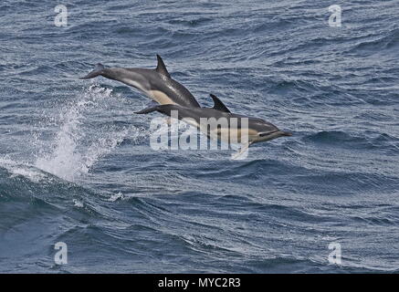 Short-beaked Common dolphin (Delphinus delphis delphis) zwei Erwachsene Sprung vom Meer Atlantik, Küste von Portugal Stockfoto