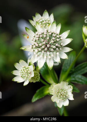 Grüne Spitzen weißen Hochblätter umfasse die Cluster von kleinen, individuellen Blumen des Sommers blühen Masterwort, Astrantia major tar von Milliarden' Stockfoto