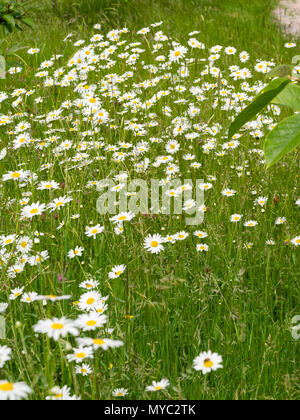 Gelbe zentriert weißen Blüten der ox-eye Daisy, Leucanthemum vulgare, einem britischen wildflower Wiesen und Grünflächen einschließlich straßenrändern Stockfoto