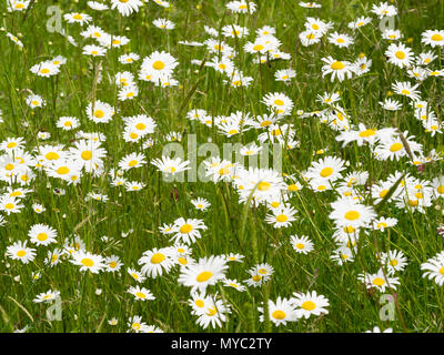 Gelbe zentriert weißen Blüten der ox-eye Daisy, Leucanthemum vulgare, einem britischen wildflower Wiesen und Grünflächen einschließlich straßenrändern Stockfoto