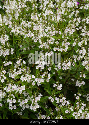 Geballte Anfang Sommer Blumen der Frost Ausschreibung Evergreen sub-Strauch, Parahebe catarractae 'Weiße Wolke' Stockfoto