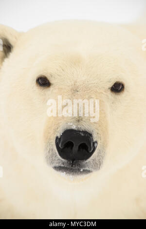 Eisbär (Ursus maritimus), Wapusk National Park, Cape Churchill, Manitoba, Kanada Stockfoto