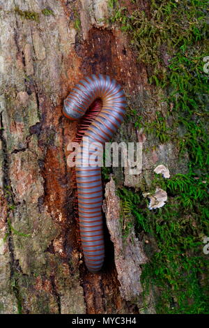 Amerikanische riesigen Tausendfüßler, Narceus americanus, auf einen Baumstamm. Stockfoto