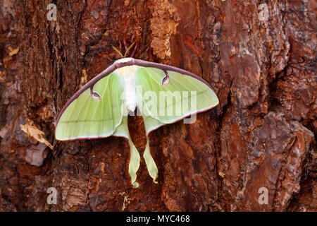 Luna Moth, Actias Luna, ruht auf einem Baumstamm. Stockfoto