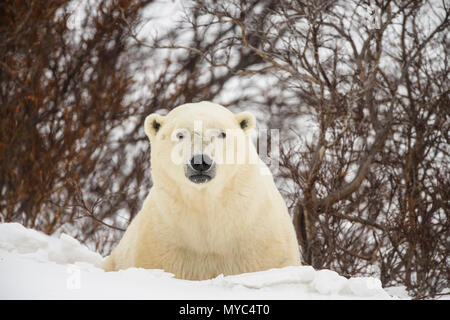 Eisbär (Ursus maritimus) Neugierig einzelnen nähern, Wapusk National Park, Cape Churchill, Manitoba, Kanada Stockfoto