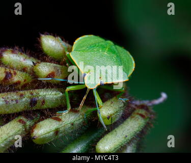 Eine südliche Grün stinken Wanze Nezara viridula, Fütterung, auf einer Bean pod. Stockfoto