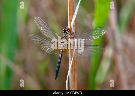 Ein kleines blaues Dragonlet weiblich, Erythrodiplax minuscula, auf einer Anlage. Stockfoto