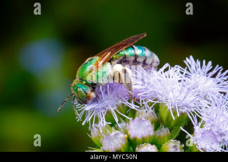 Schwitzen, Biene, Agaspostemon splendens, Fütterung auf lila Nebel Blume. Stockfoto