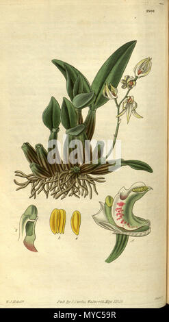 . Abbildung: Dendrobium aemulum. 1829. W. J. H. (= William Jackson Hooker) (1785-1865) Del., Swan sc. 136 Dendrobium aemulum - Curtis '56 (K.A. 3) pl. 2906 (1829) Stockfoto