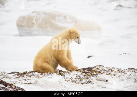 Eisbär (Ursus maritimus) Aushub Tag Bett in Seetang, Wapusk National Park, Cape Churchill, Manitoba, Kanada Stockfoto