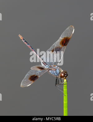 Vier - beschmutzt, Wimpel, Brachymesia gravida, auf einer Anlage. Stockfoto