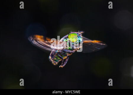 Eine grüne Hoverfly, Ornidia obesa, im Flug. Stockfoto