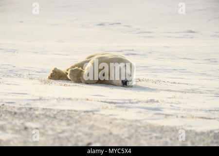 Eisbär (Ursus maritimus) Pflege verhalten, Wapusk National Park, Cape Churchill, Manitoba, Kanada Stockfoto