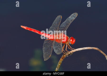 Ein scarlet Skimmer, oder bräunlich Marsh Skimmer, Crocothemis servilia, ruht auf einer Anlage. Stockfoto