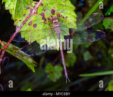 Ein männlicher Twilight darner, Gynacantha nervosa, ruht auf einer Anlage. Stockfoto