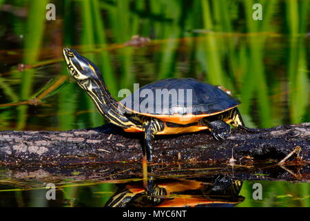 Ein Huhn Schildkröte, reticularia Deirochelys, Sonnenbaden auf einem Protokoll. Stockfoto