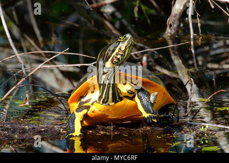 Ein Huhn Schildkröte, reticularia Deirochelys, Sonnenbaden auf einem Protokoll. Stockfoto