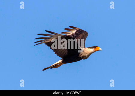 Ein crested Karakara Karakara, cheriway, im Flug. Stockfoto