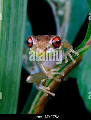 Eine kubanische Laubfrosch, Osteopilus septentrionalis, suchen nach Nahrung und im Laub thront. Stockfoto