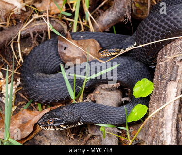 Ein Paar Florida gebänderte Wasserschlangen, Nerodia fasciata pictiventris, umwerben. Stockfoto