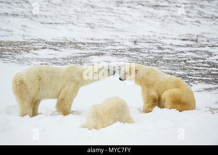 Eisbär (Ursus maritimus) Gruppe Interaktion entlang der Hudson Bay Küste, Wapusk National Park, Cape Churchill, Manitoba, Kanada Stockfoto