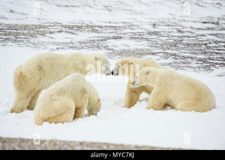 Eisbär (Ursus maritimus) Gruppe Interaktion entlang der Hudson Bay Küste, Wapusk National Park, Cape Churchill, Manitoba, Kanada Stockfoto