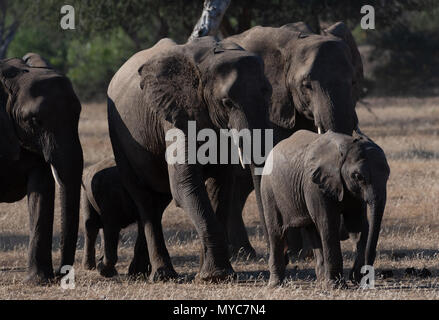 Elefantenherde in den Mashatu Private Game Reserve in Botswana Stockfoto