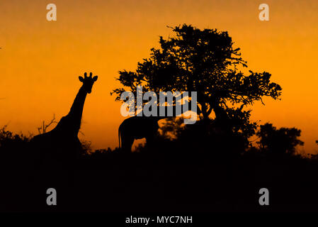 Giraffe in der Dämmerung Botswana Stockfoto