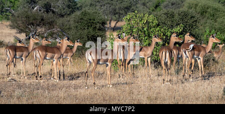 Eine Herde Impalas in der Mashatu Private Game Reserve in Botswana Stockfoto