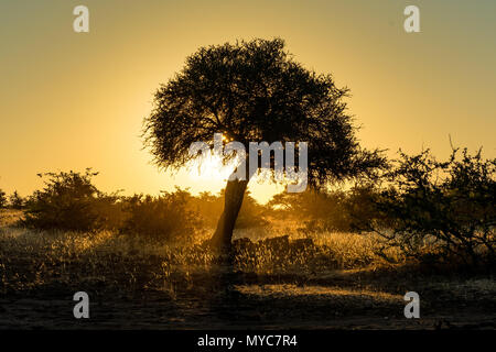 Sonnenuntergang in der Mashatu Private Game Reserve in Botswana Stockfoto