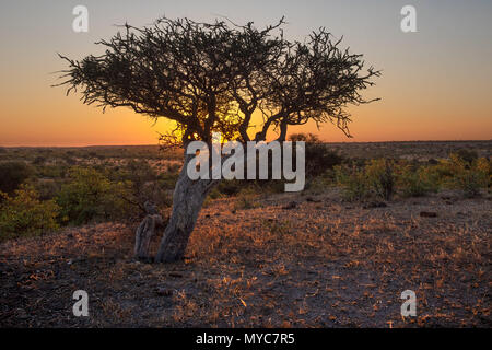 Sonnenuntergang in der Mashatu Private Game Reserve in Botswana Stockfoto